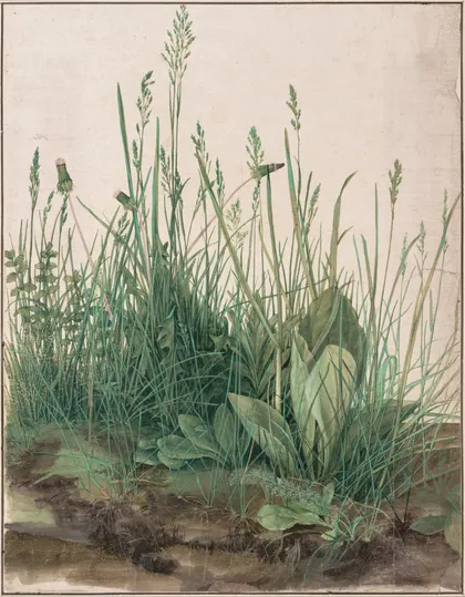 Great Piece of Turf by Albrecht Dürer